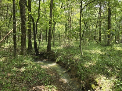 Blackfork River Country Homesite - Adjoining National Forest - image 9
