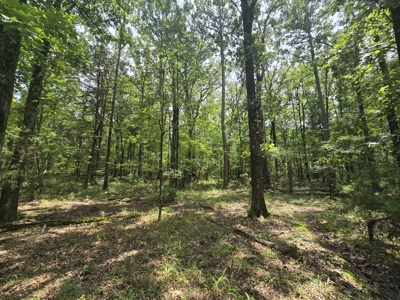 Blackfork River Country Homesite - Adjoining National Forest - image 8