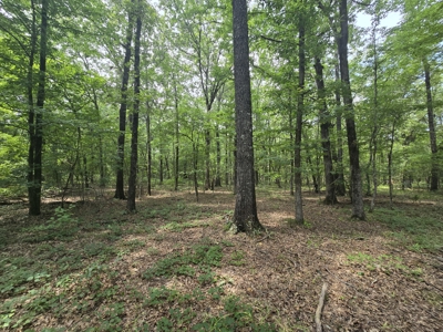 Blackfork River Country Homesite - Adjoining National Forest - image 6