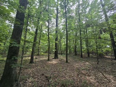 Blackfork River Country Homesite - Adjoining National Forest - image 7