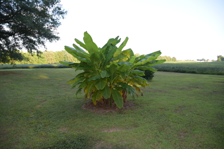 Country Home For Sale in Bells, TN Crockett County, TN - image 5