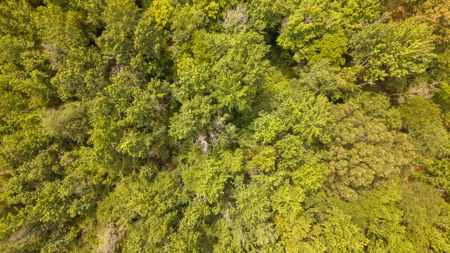 Custom Home on 96 Acres in Hector, Arkansas - image 38