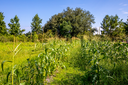 20 Acres for Sale in Madison, Florida - image 14