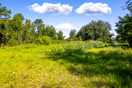 20 Acres for Sale in Madison, Florida - image 4