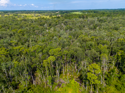 20 Acres for Sale in Madison, Florida - image 7