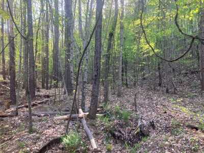 For Sale 49.5 Ac Self Sufficient Prepper Land Timber Cabin Solar - image 31