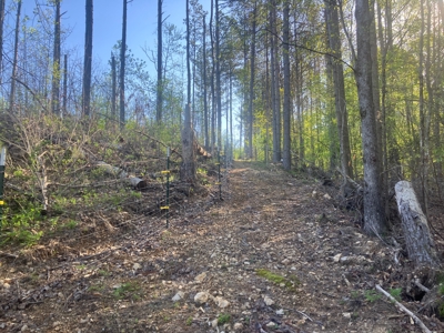 For Sale 49.5 Ac Self Sufficient Prepper Land Timber Cabin Solar - image 47