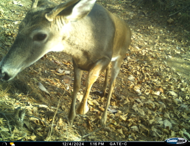 For Sale 49.5 Ac Self Sufficient Prepper Land Timber Cabin Solar - image 18
