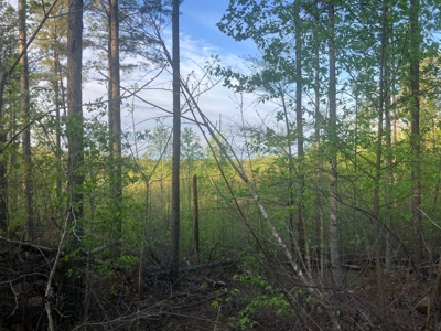 For Sale 49.5 Ac Self Sufficient Prepper Land Timber Cabin Solar - image 37