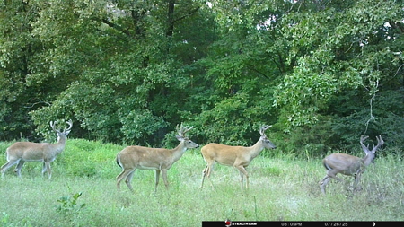 Country Home on 40 Acres in Hector, Arkansas - image 50