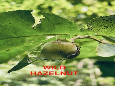 Cave With Natural Water In Yellville - image 23