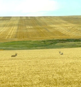 South Dakota Large Grain Farm With Improvements - image 3