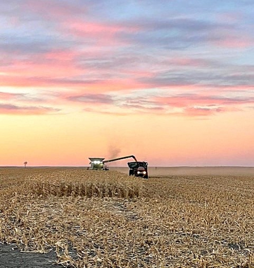 SUNSET CORN HARVEST