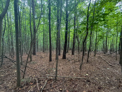 Country Living Homesites In Halifax County Virginia - image 10