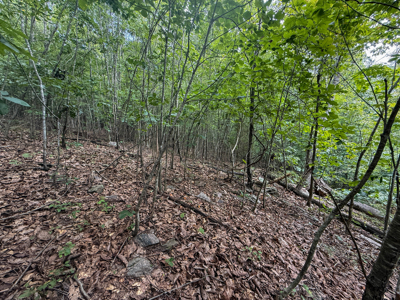 Country Homesite Halifax County Virginia - image 11