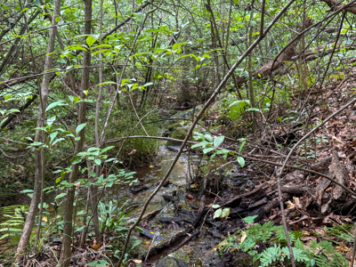 Country Homesite Halifax County Virginia - image 12
