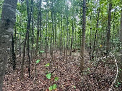 Country Homesite Halifax County Virginia - image 9
