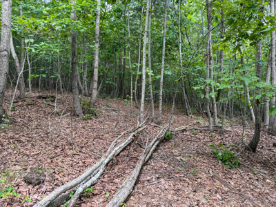 Country Homesite Halifax County Virginia - image 13