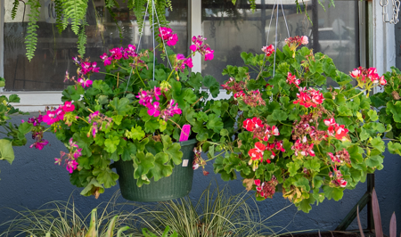 Pelham Feed & Seed - Turn key Business - image 42