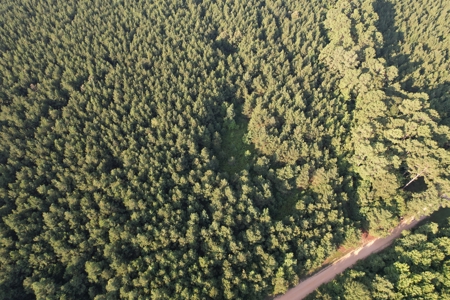 Timberland & Hunting Land For Sale in Bradley County, AR - image 3
