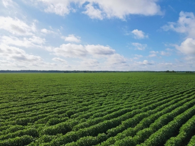 500 +/- Acres Precision Leveled and Irrigated AR Farmland - image 13