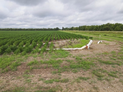 500 +/- Acres Precision Leveled and Irrigated AR Farmland - image 15