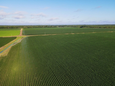 500 +/- Acres Precision Leveled and Irrigated AR Farmland - image 24