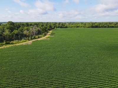500 +/- Acres Precision Leveled and Irrigated AR Farmland - image 7