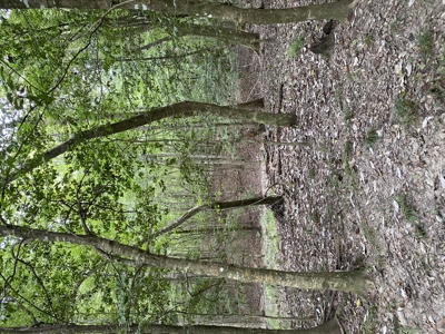 80± Acre Recreational Tract | Union Parish, LA - image 25