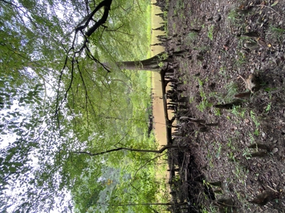 80± Acre Recreational Tract | Union Parish, LA - image 19