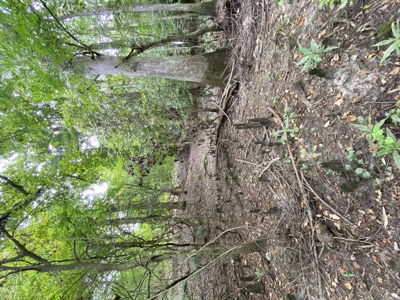 80± Acre Recreational Tract | Union Parish, LA - image 23