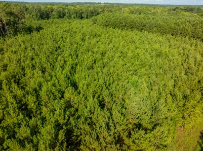 80± Acre Recreational Tract | Union Parish, LA - image 16