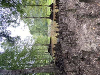80± Acre Recreational Tract | Union Parish, LA - image 28