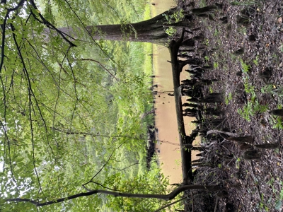 80± Acre Recreational Tract | Union Parish, LA - image 24