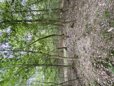 80± Acre Recreational Tract | Union Parish, LA - image 31