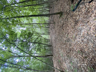 80± Acre Recreational Tract | Union Parish, LA - image 20