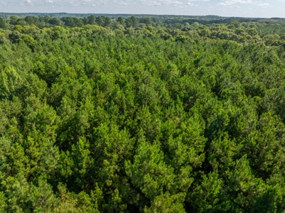 80± Acre Recreational Tract | Union Parish, LA - image 4