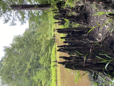 80± Acre Recreational Tract | Union Parish, LA - image 27