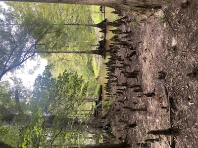 80± Acre Recreational Tract | Union Parish, LA - image 22
