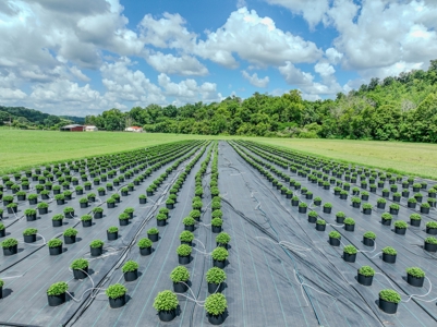 Plant Nursery For Sale in Tennessee Online Only Auction - image 17