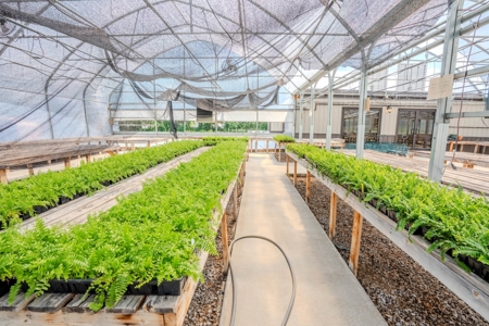 Plant Nursery For Sale in Tennessee Online Only Auction - image 8