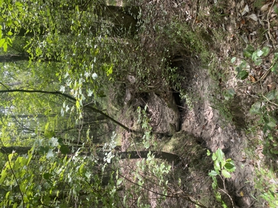 100± Acres of Timber & Hunting Land | Union Parish, LA - image 29