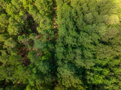 100± Acres of Timber & Hunting Land | Union Parish, LA - image 9