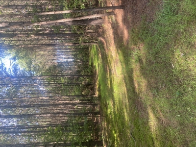 100± Acres of Timber & Hunting Land | Union Parish, LA - image 1