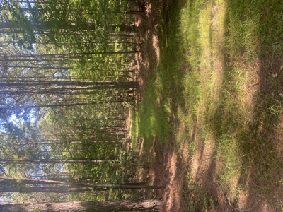 100± Acres of Timber & Hunting Land | Union Parish, LA - image 2