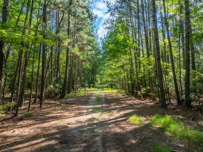 100± Acres of Timber & Hunting Land | Union Parish, LA - image 14