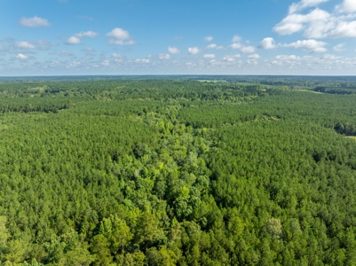 100± Acres of Timber & Hunting Land | Union Parish, LA - image 26