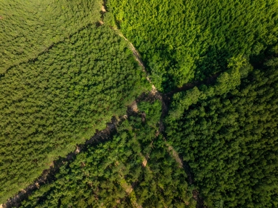 100± Acres of Timber & Hunting Land | Union Parish, LA - image 20