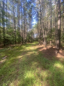 100± Acres of Timber & Hunting Land | Union Parish, LA - image 17