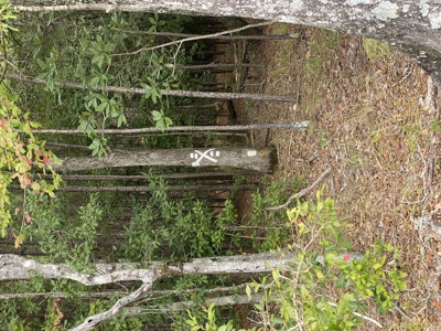 100± Acres of Timber & Hunting Land | Union Parish, LA - image 27